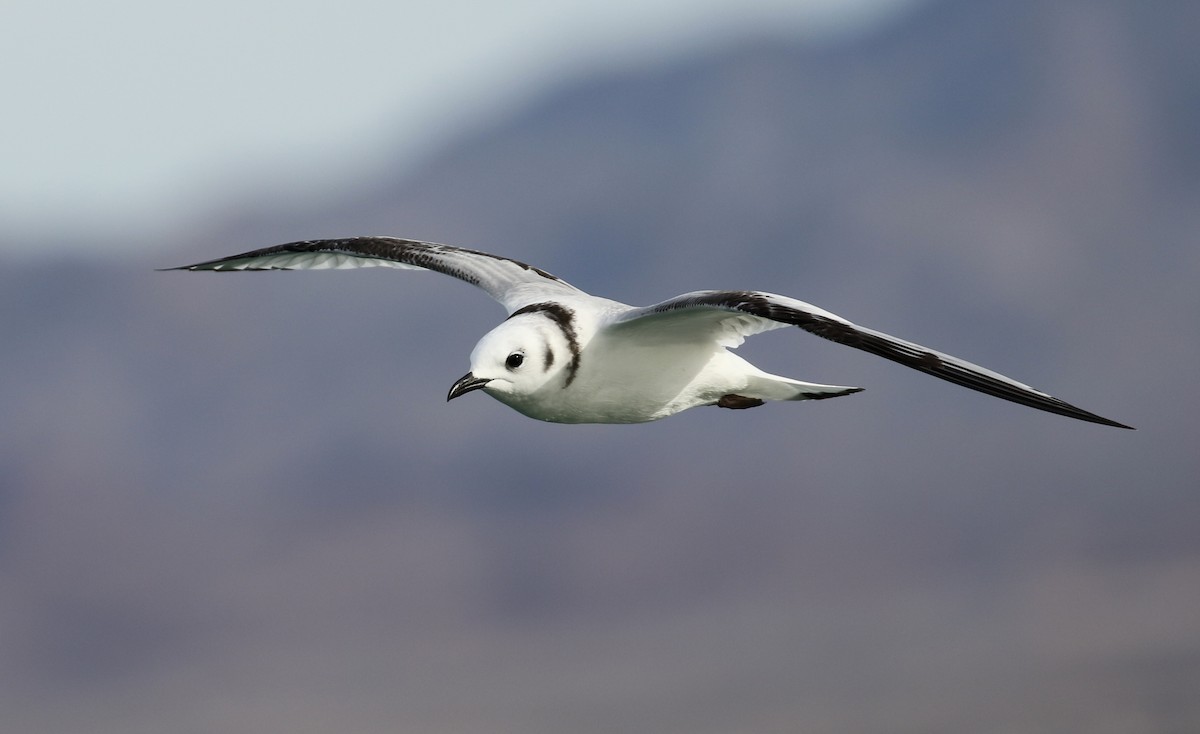 Black-legged Kittiwake - ML136257541