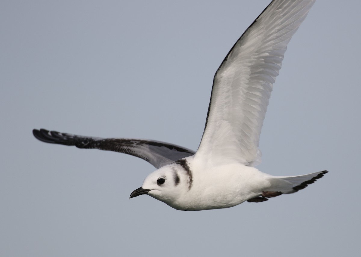 Black-legged Kittiwake - ML136257581