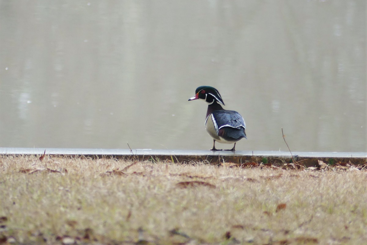Wood Duck - ML136258491
