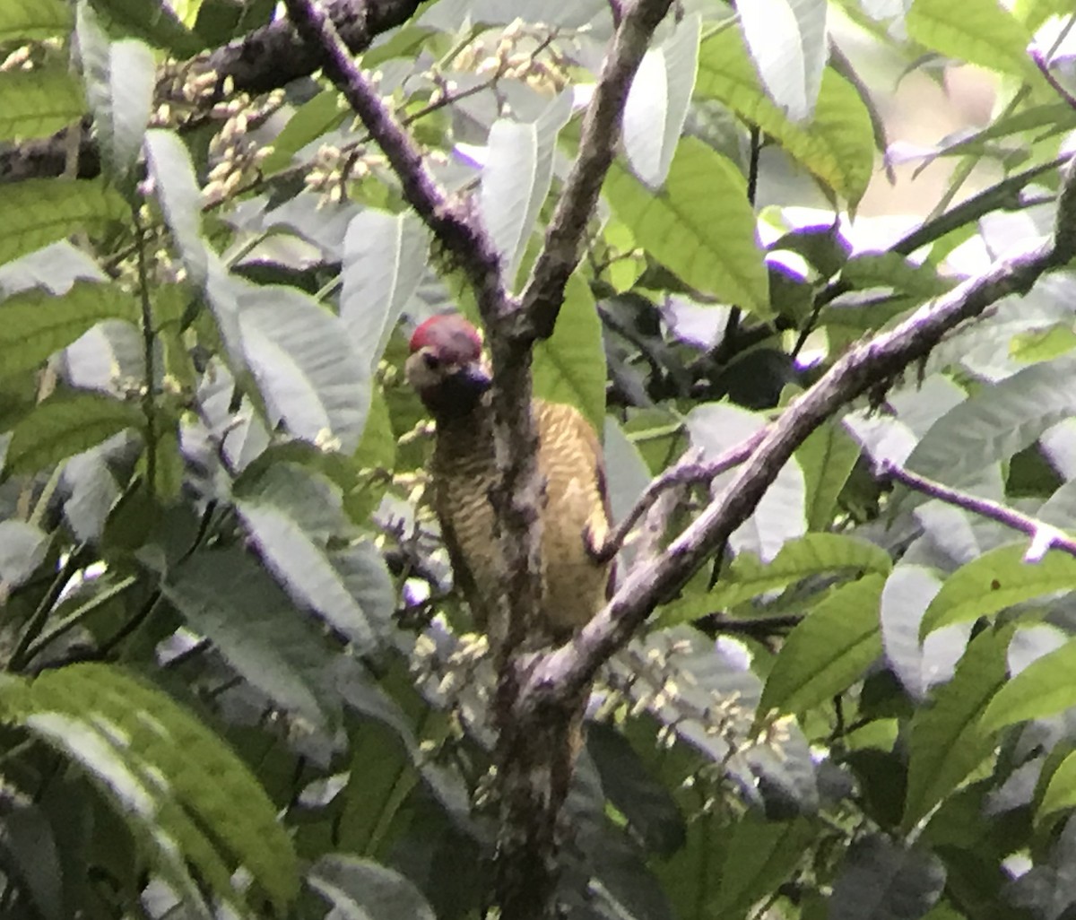 Golden-olive Woodpecker - ML136259531