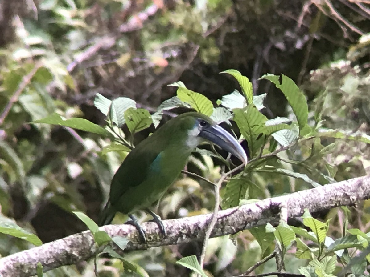 Blue-banded Toucanet - ML136260071