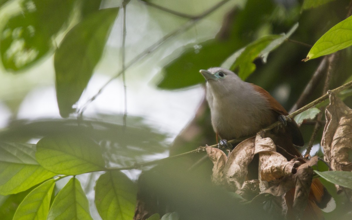 Raffles's Malkoha - ML136260301