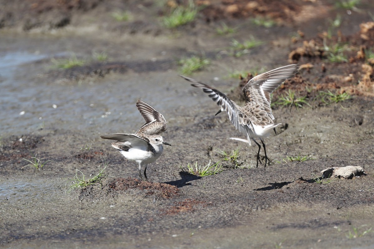 Little Stint - ML136260871