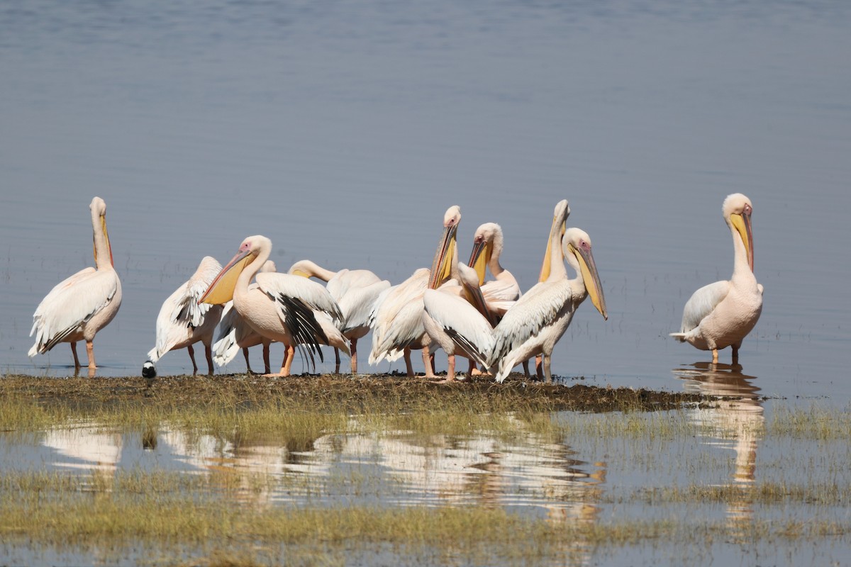 Great White Pelican - Ting-Wei (廷維) HUNG (洪)