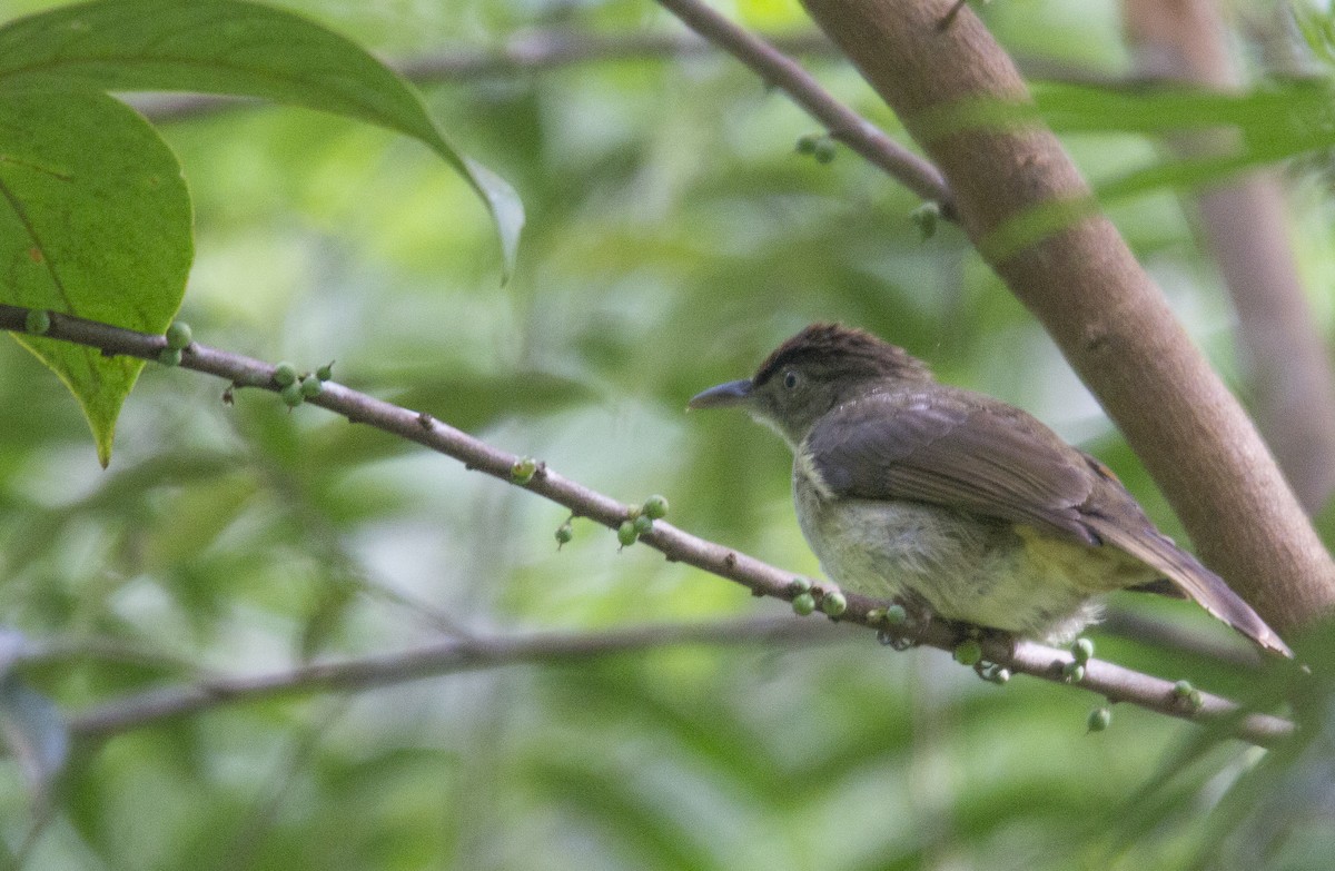 Buff-vented Bulbul - ML136261101
