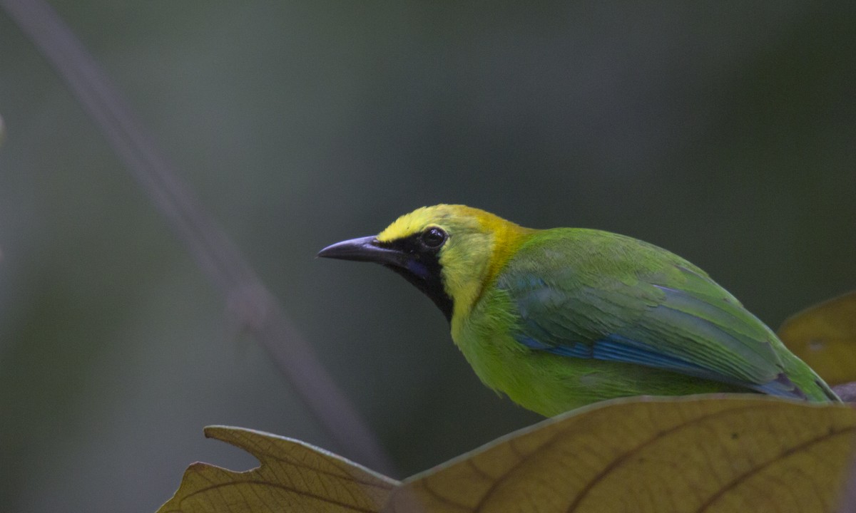 Blue-winged Leafbird - Gautam Krishnan Chittaranjana