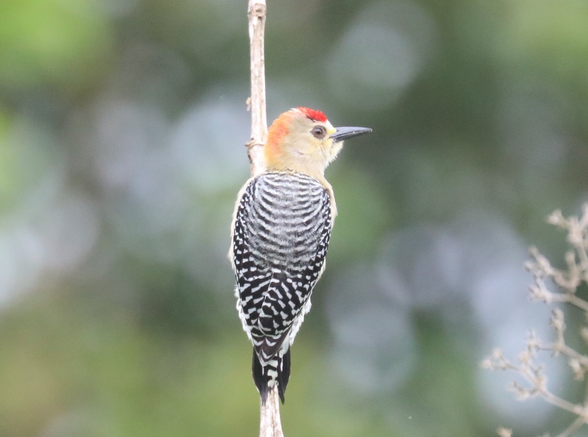 Red-crowned Woodpecker - ML136261351