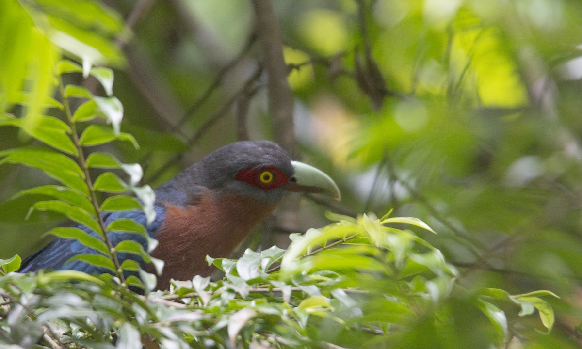 Chestnut-breasted Malkoha - ML136261411