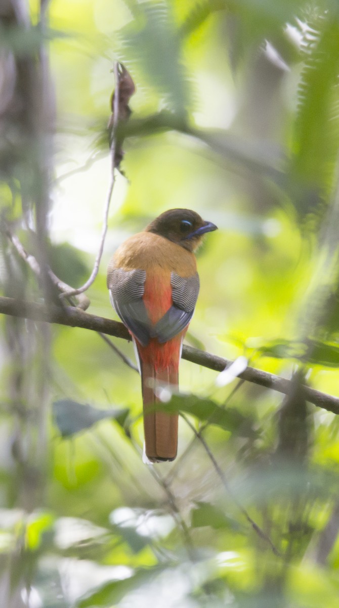 Scarlet-rumped Trogon - ML136261431