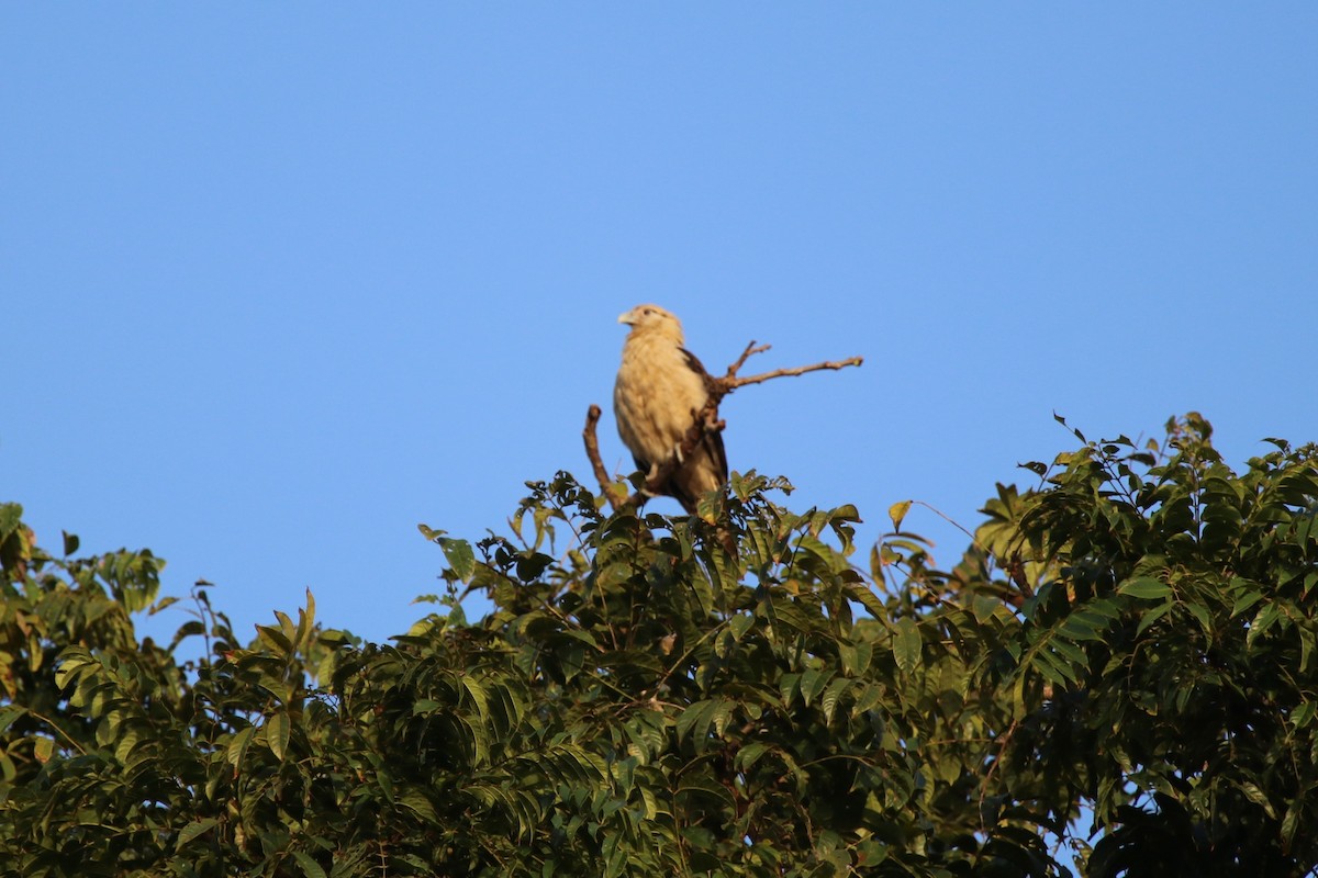 Caracara Chimachima - ML136262051