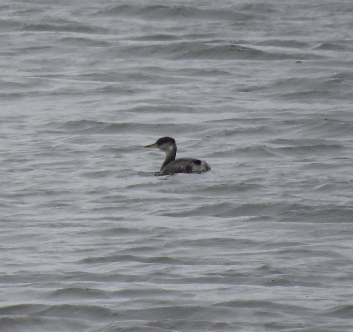 Red-necked Grebe - ML136262201