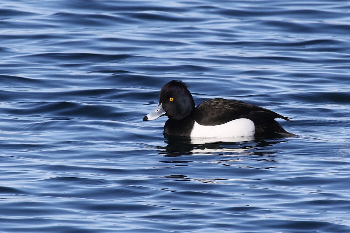 Tufted Duck - ML136264401