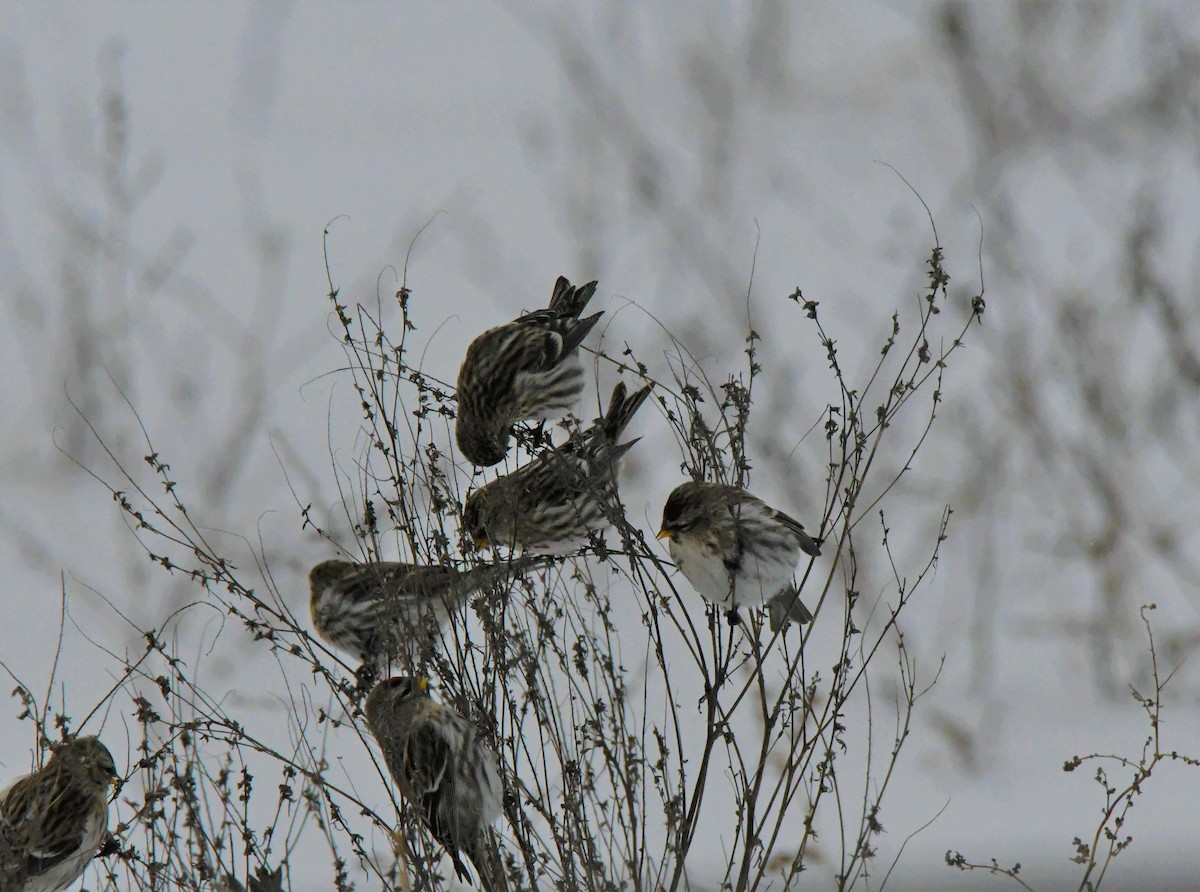 Common Redpoll - ML136264741