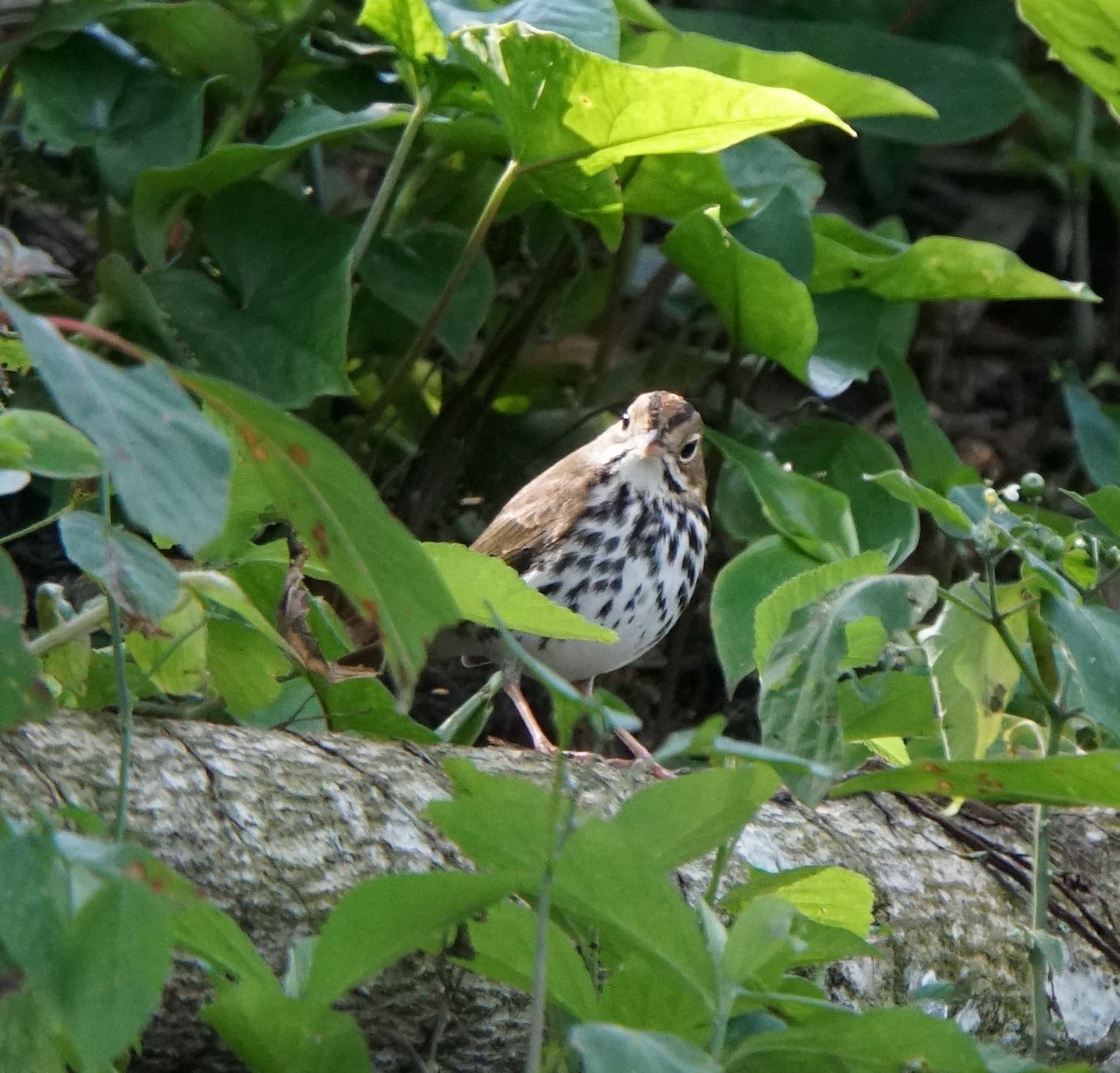 Ovenbird - ML136264811