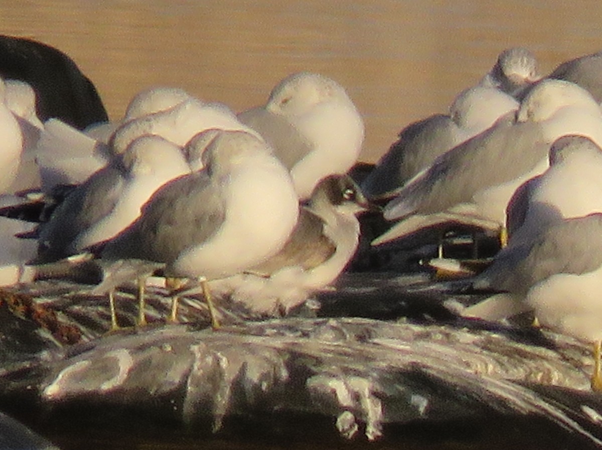 Franklin's Gull - ML136264871