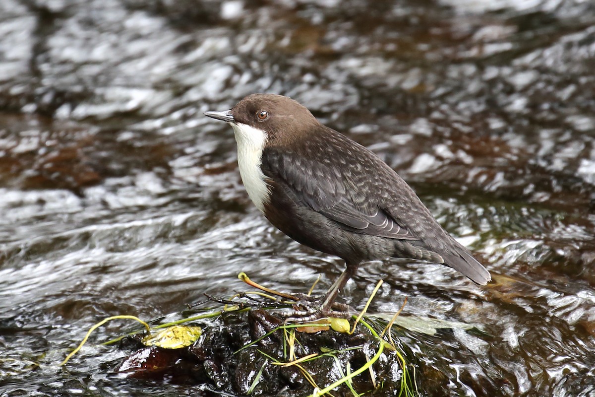 White-throated Dipper - ML136265201