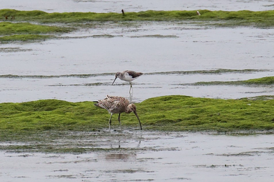 Common Greenshank - ML136265331