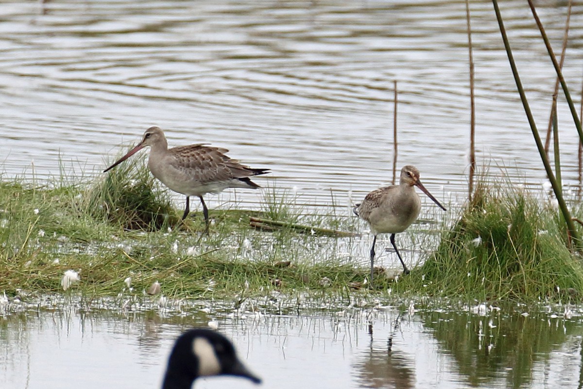 Hudsonian Godwit - ML136265441