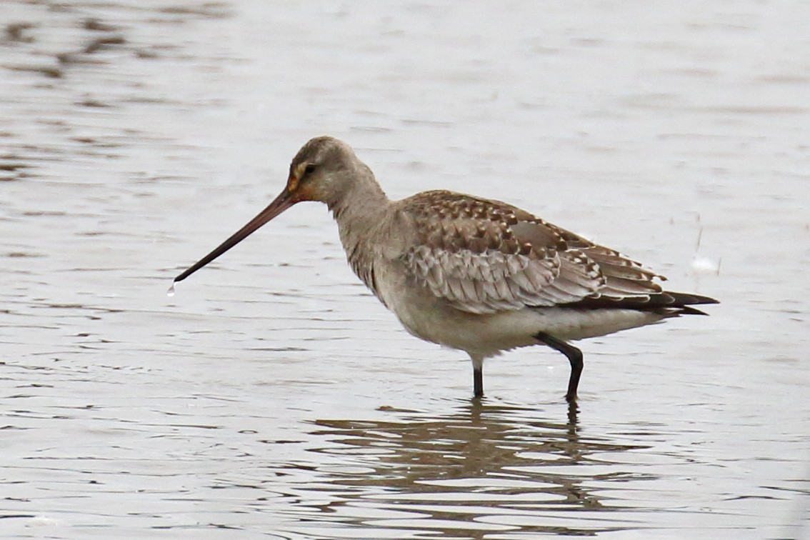 Hudsonian Godwit - ML136265451