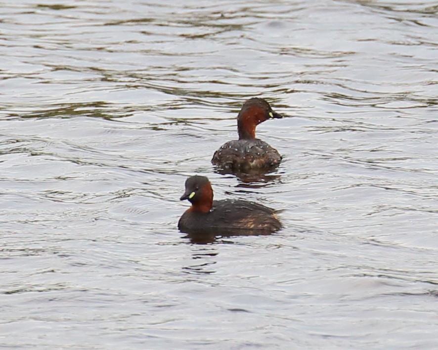 Little Grebe - Joe Wing