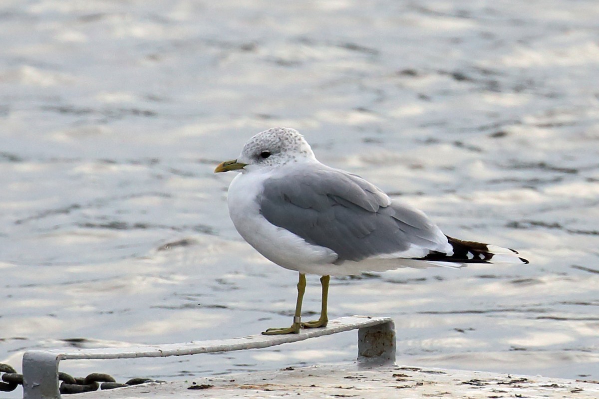 Common Gull (European) - ML136265811