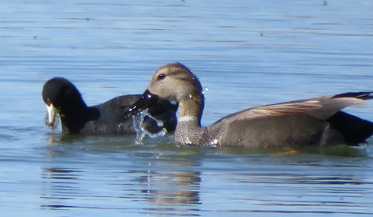 American Coot (Red-shielded) - ML136265971