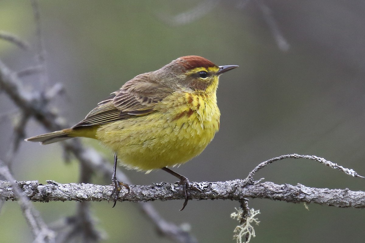 Palm Warbler (Yellow) - ML136266601