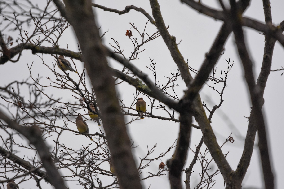 Cedar Waxwing - ML136267231