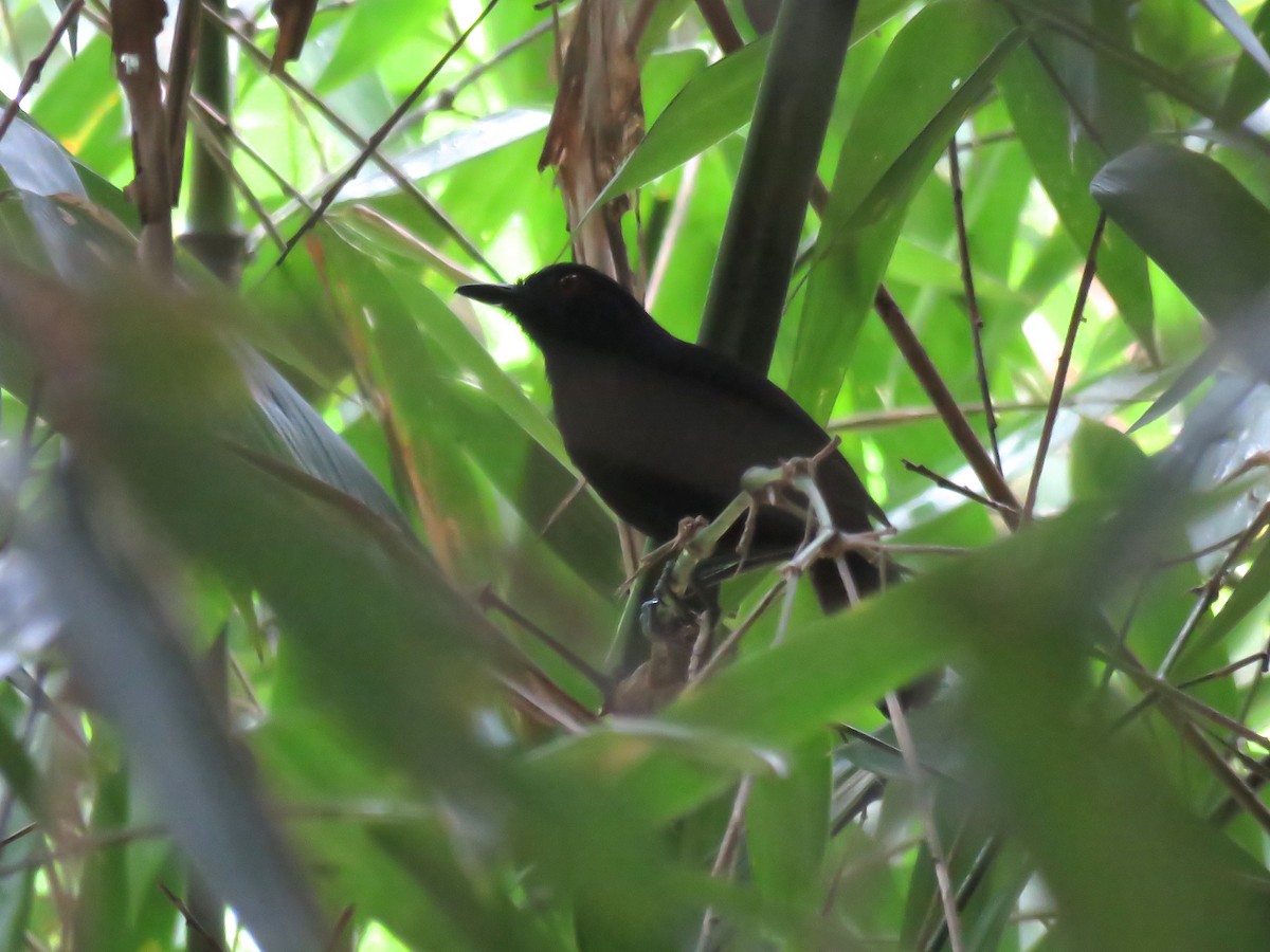 Goeldi's Antbird - ML136267491