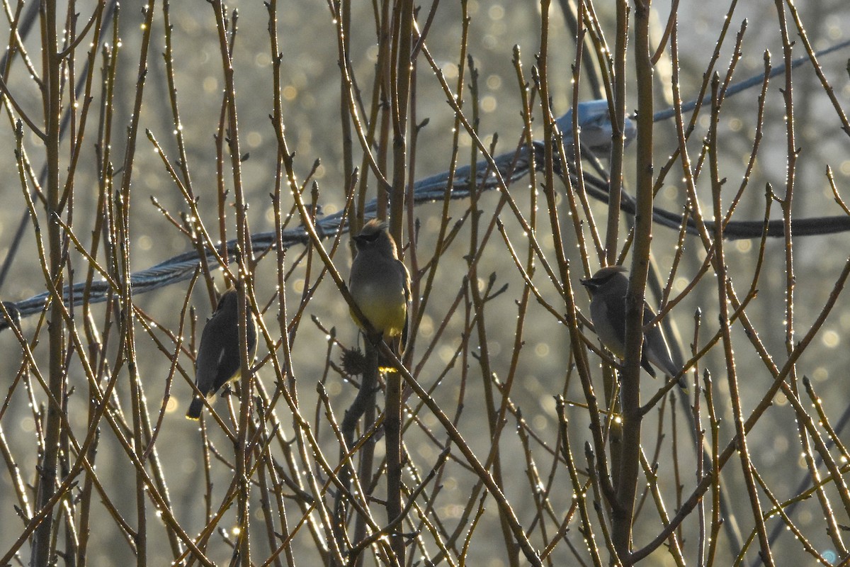 Cedar Waxwing - ML136267601