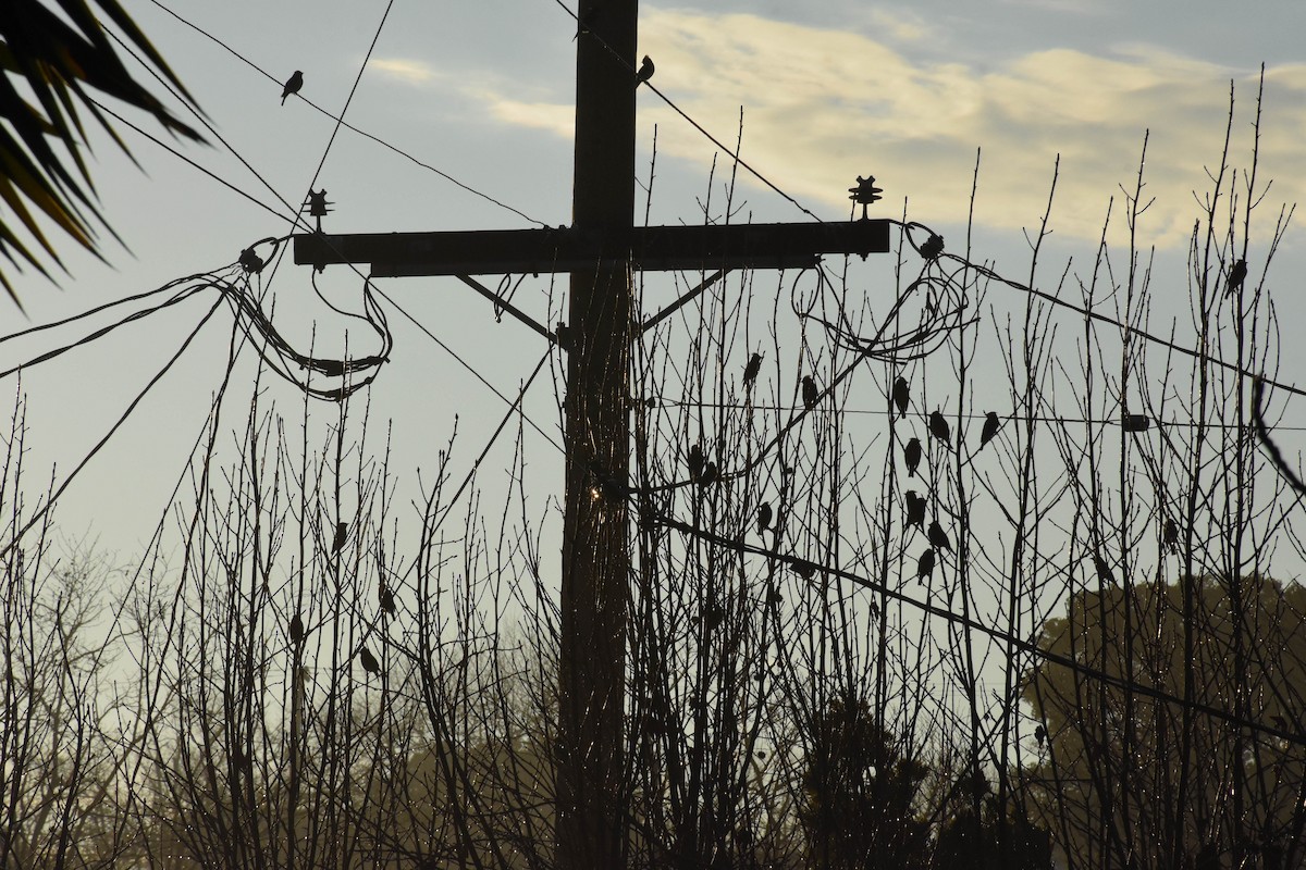 Cedar Waxwing - ML136267631