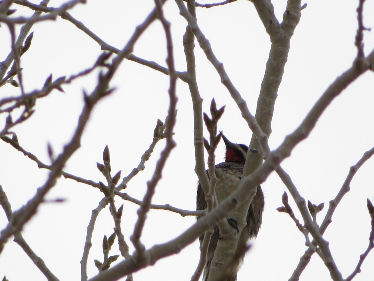 ub. sevjespett (Sphyrapicus sp.) - ML136269881