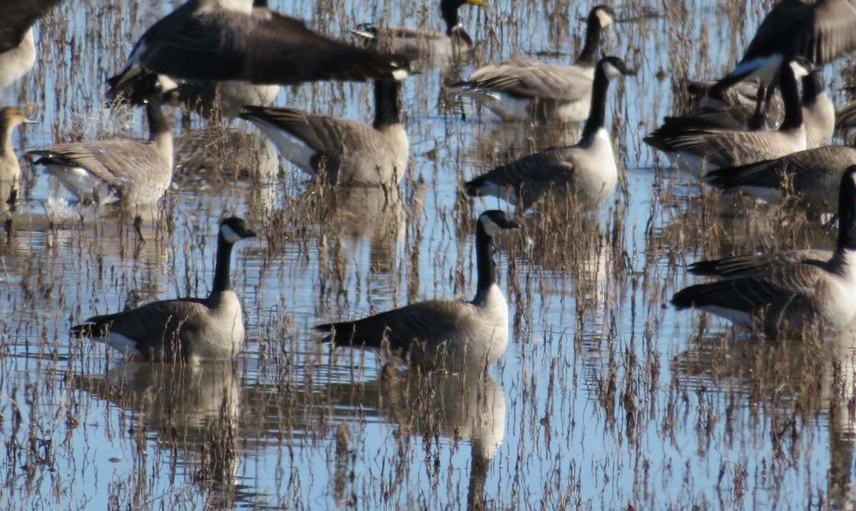 Canada Goose - ML136271831