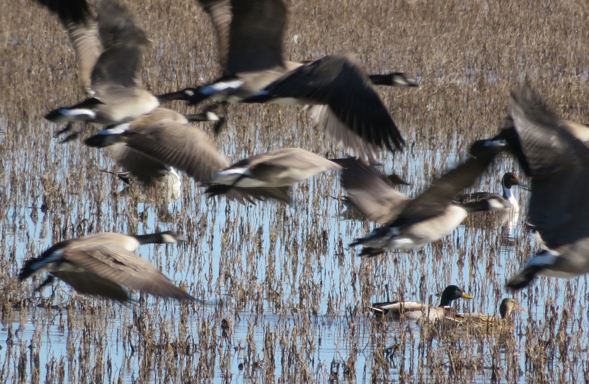 Canada Goose - ML136272471