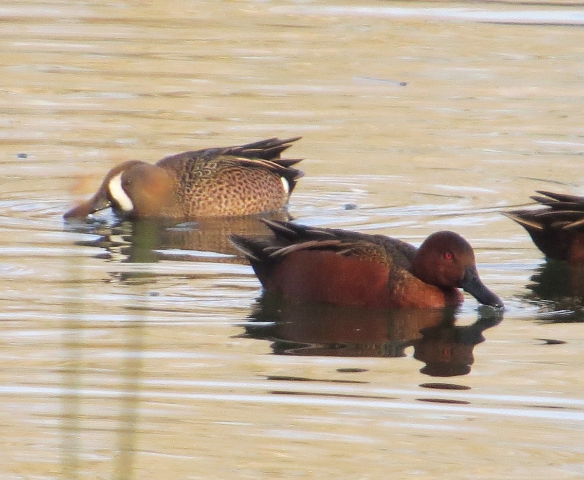 Blue-winged Teal - ML136273791