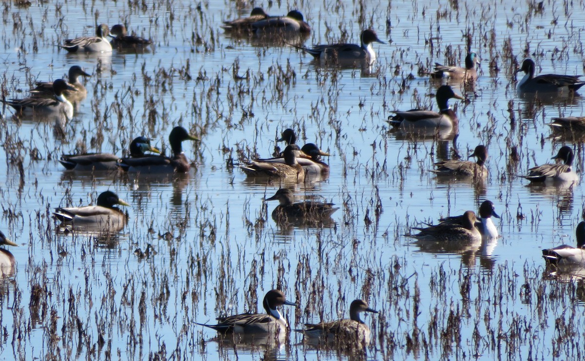 Northern Pintail - ML136274721