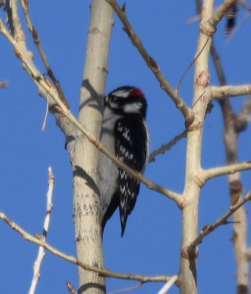 Downy Woodpecker - ML136277071