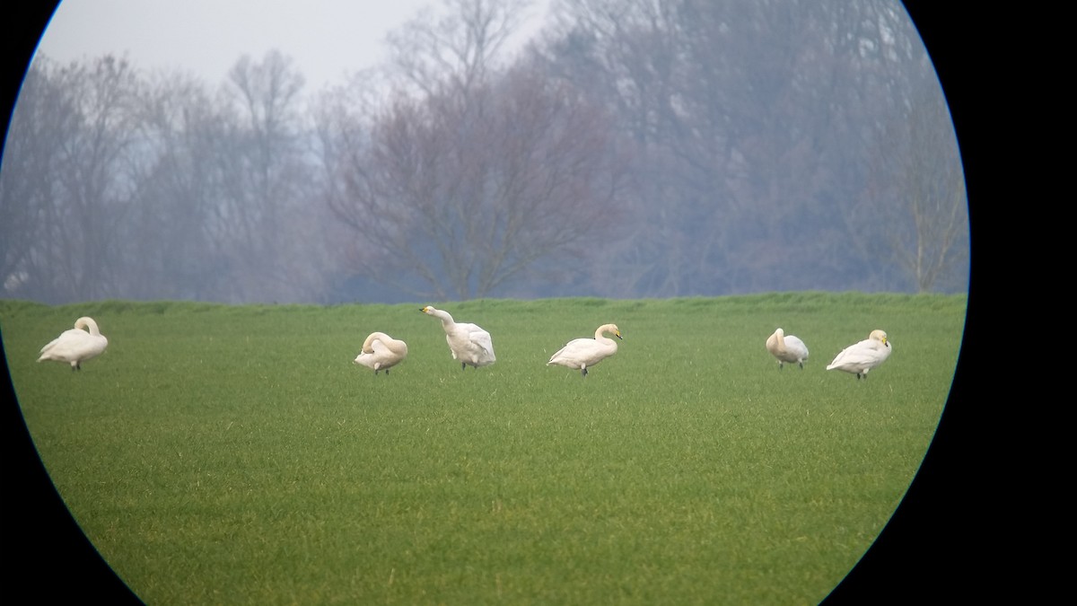 labuť zpěvná - ML136278391