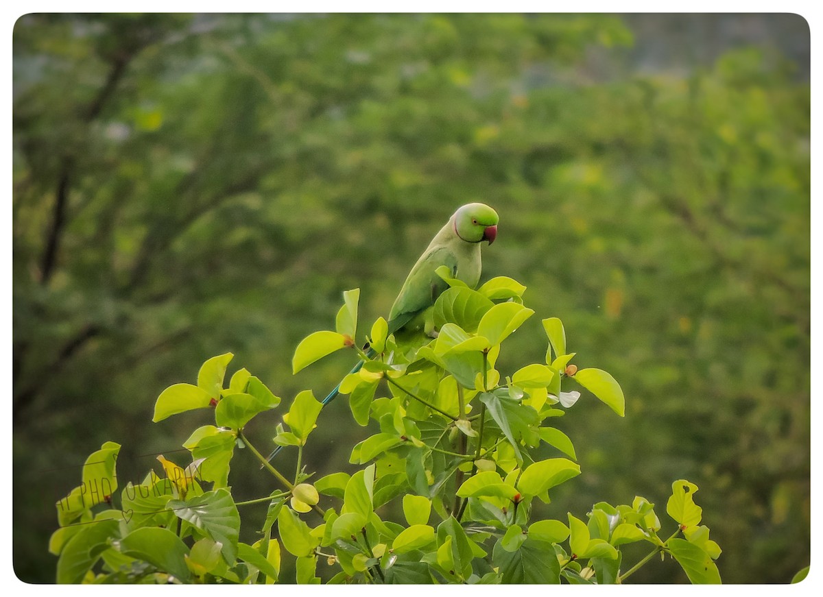 Rose-ringed Parakeet - Vijay Rj