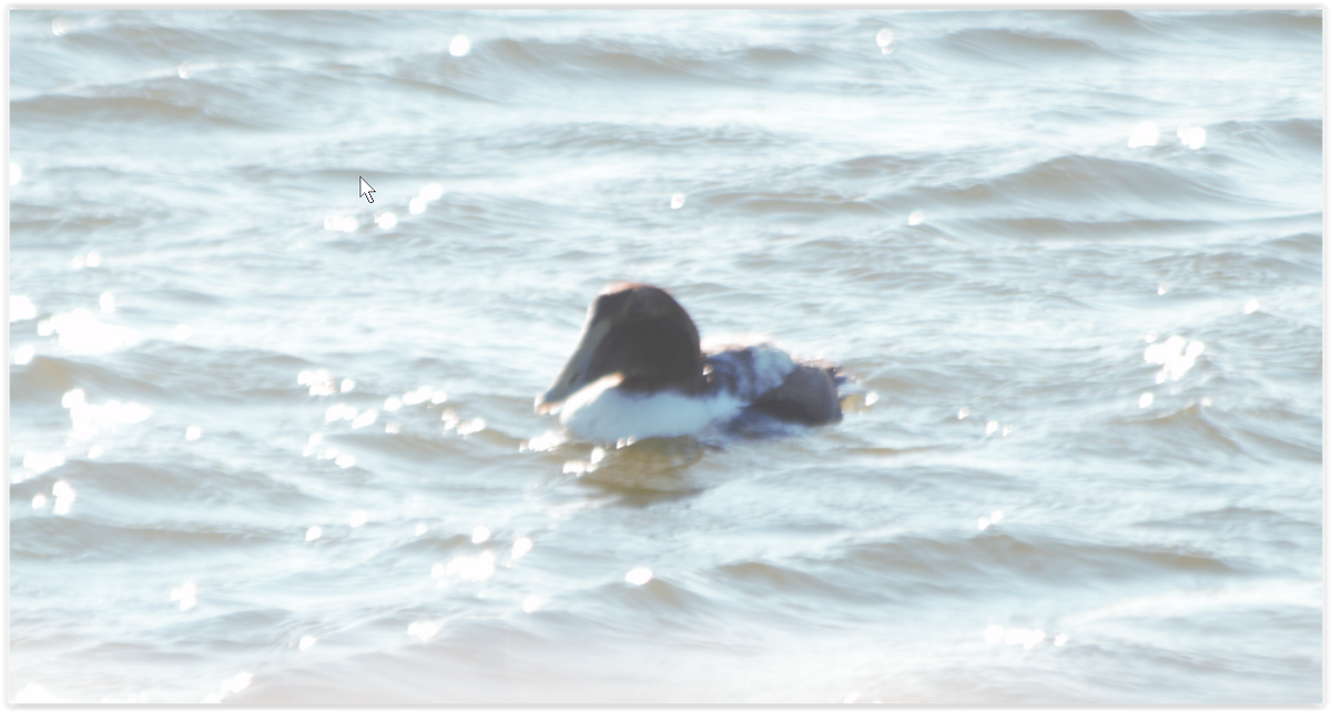 Common Eider - ML136278911