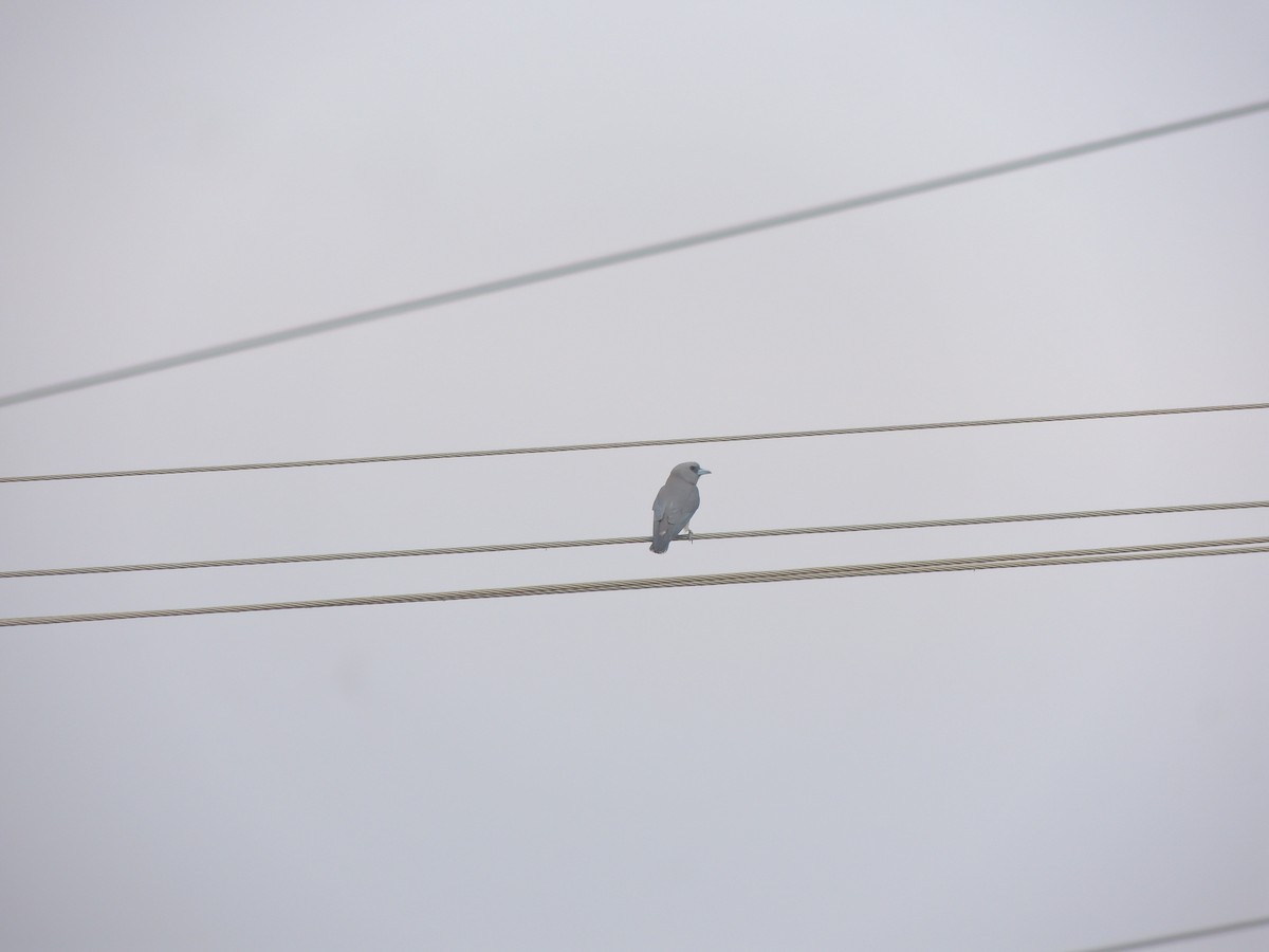 Ashy Woodswallow - ML136278951