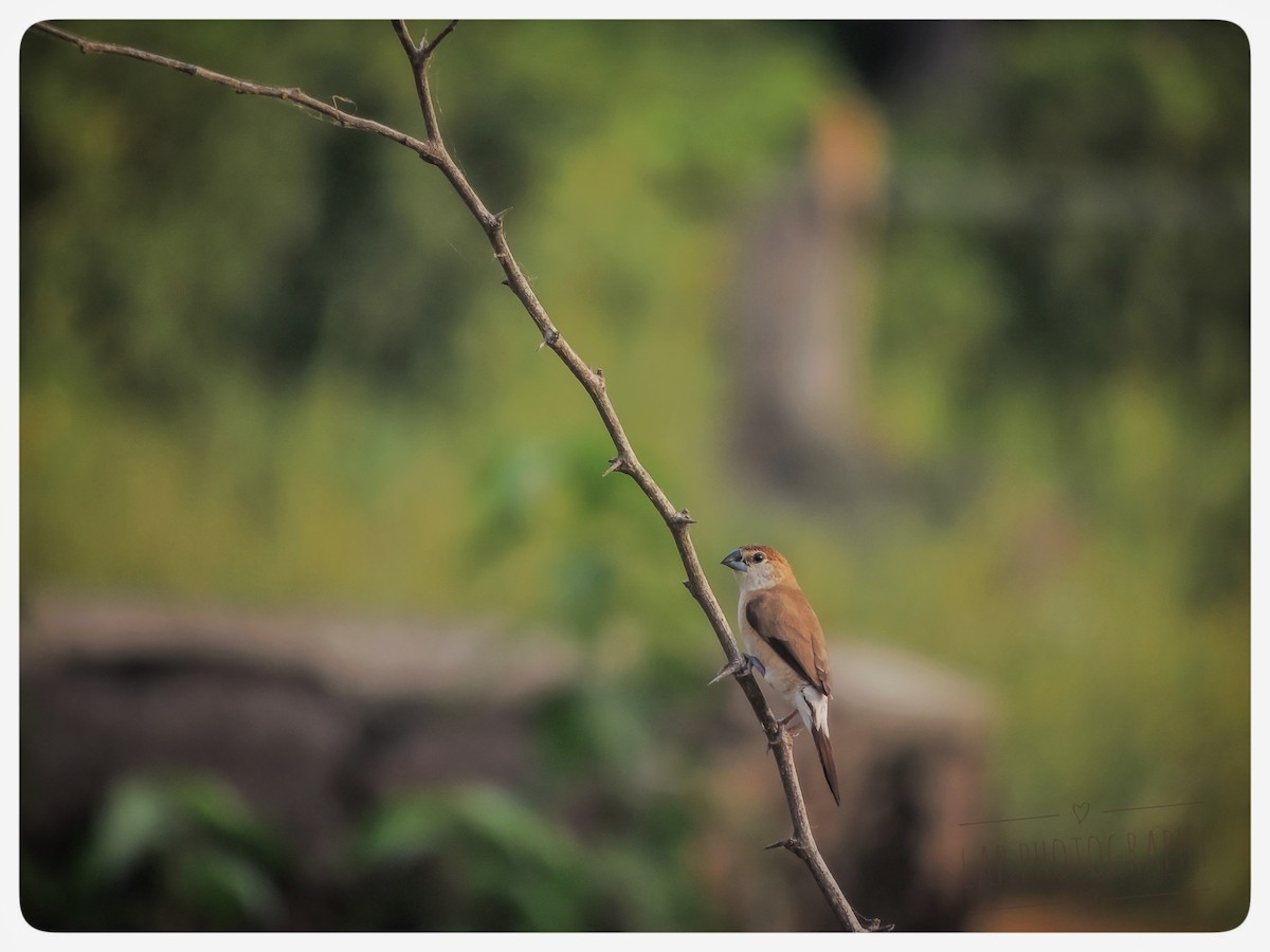 Indian Silverbill - ML136278991