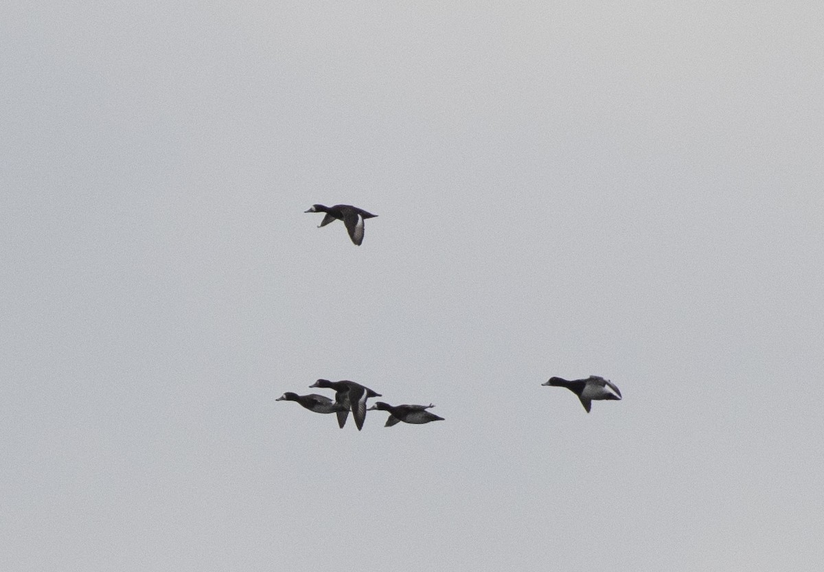 Greater Scaup - ML136279661