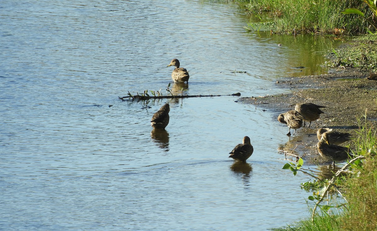 Yellow-billed Pintail - ML136280351