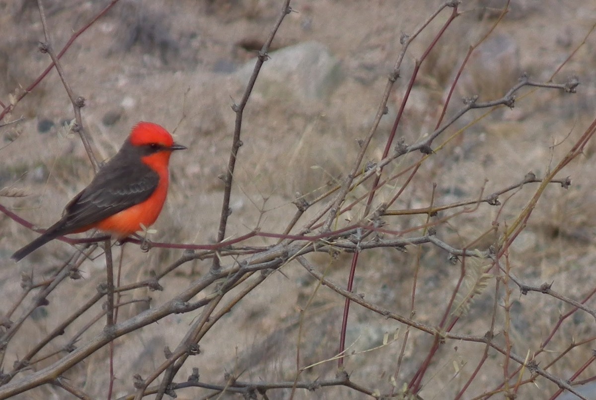 Vermilion Flycatcher - ML136280471