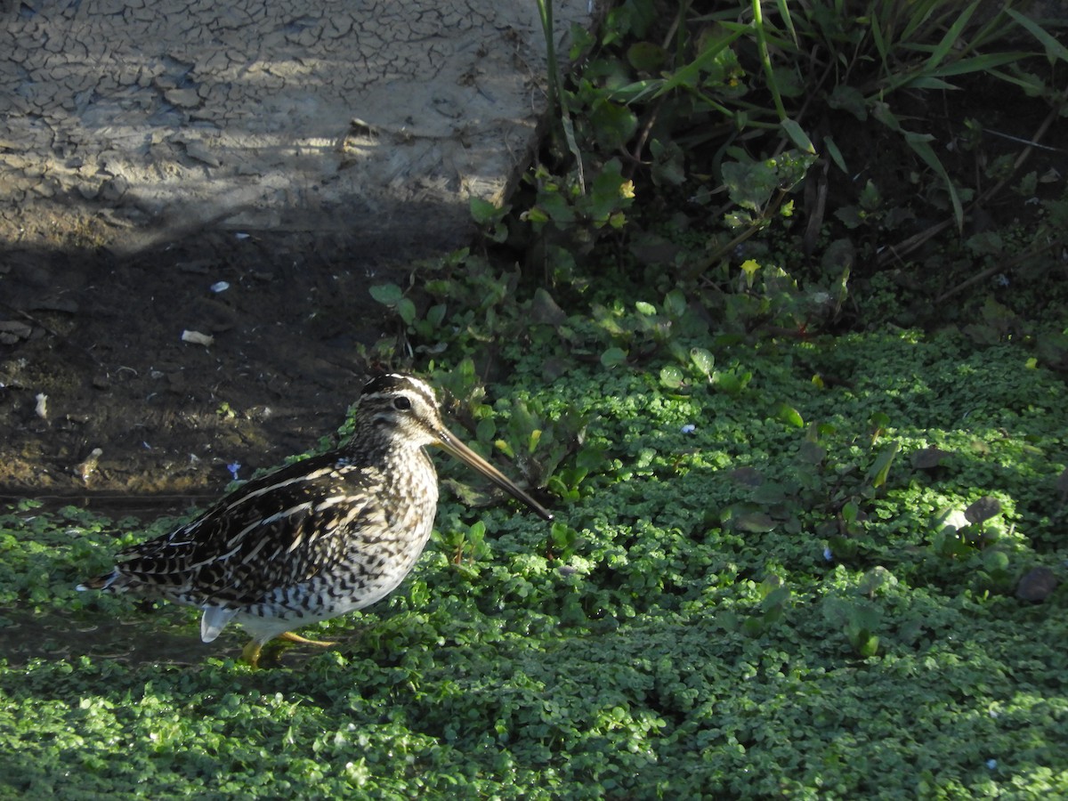 Magellanic Snipe - ML136280541