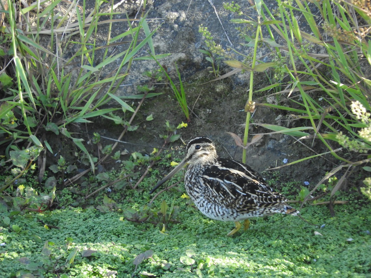 Magellanic Snipe - ML136280551