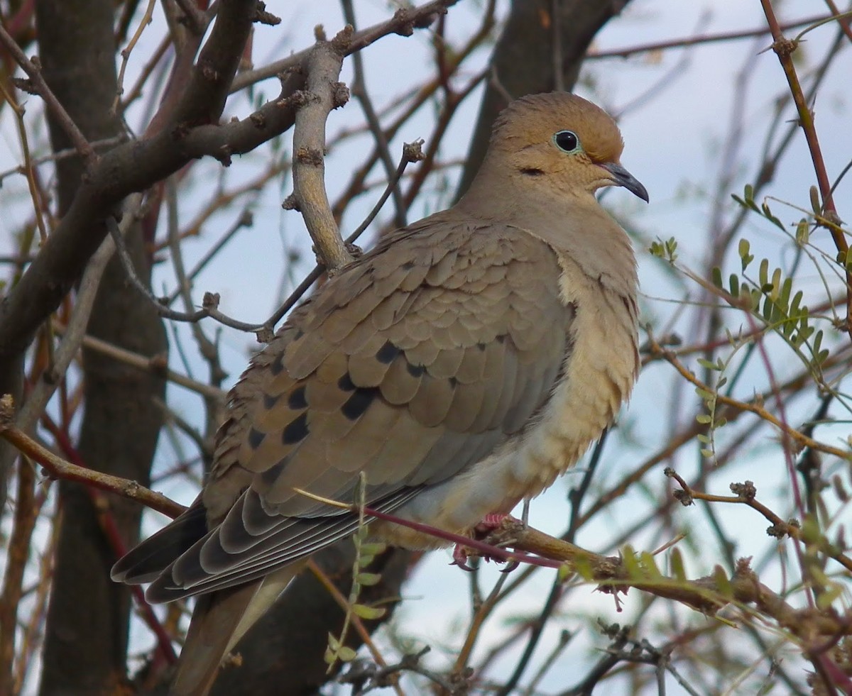 Mourning Dove - ML136280561