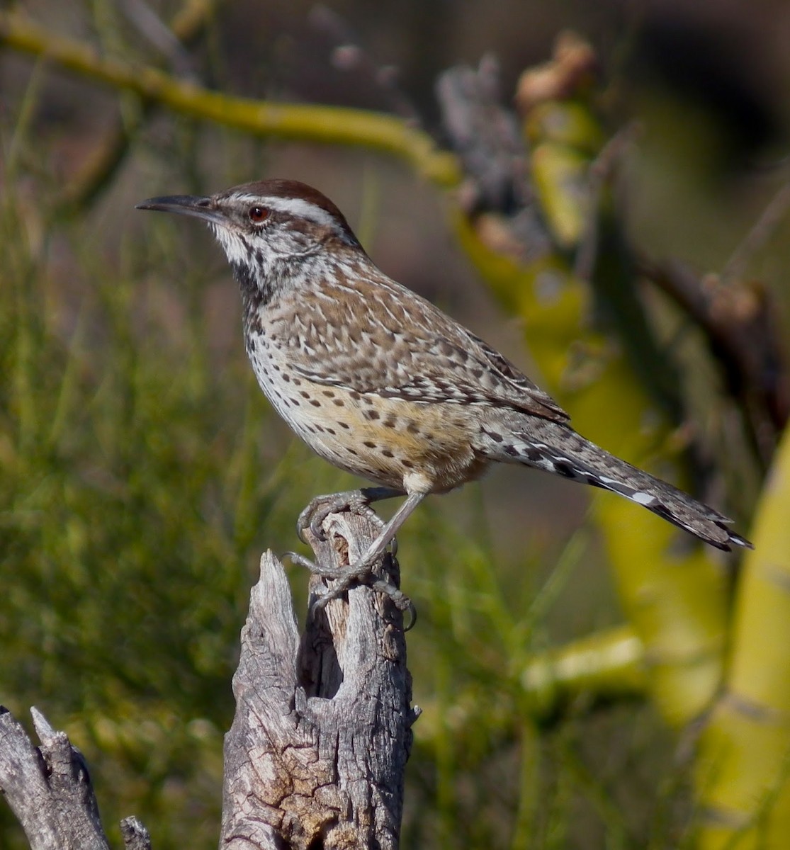 Cactus Wren - Adam C. Stein