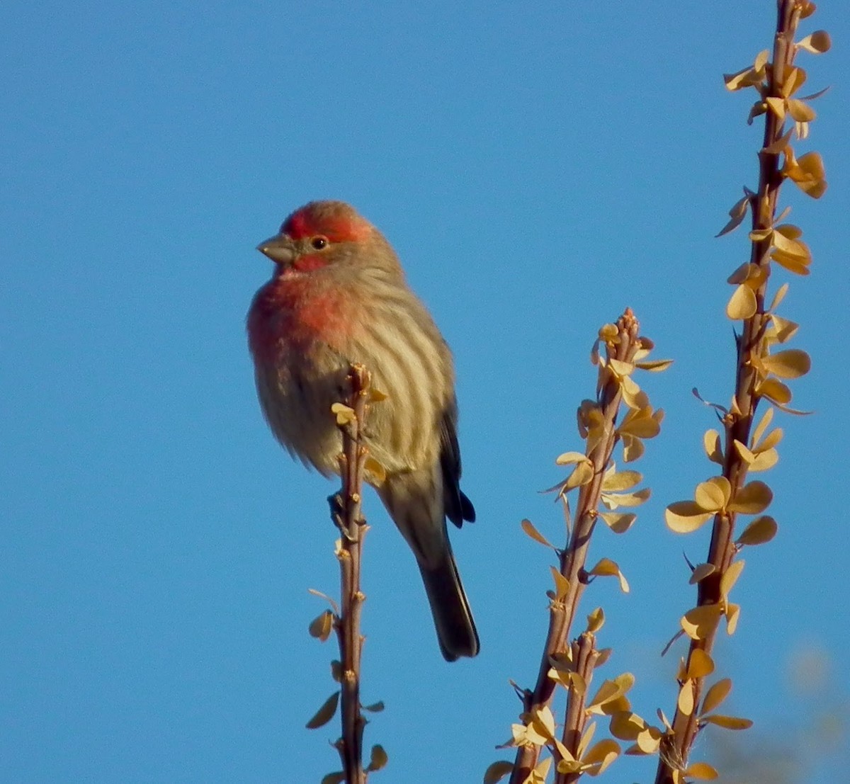 House Finch - Adam C. Stein